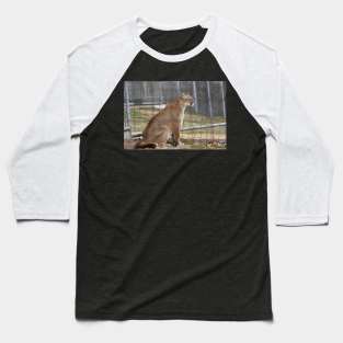 Cougar Baseball T-Shirt